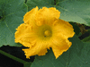 Cucurbita maxima Blue banana; fleurs-M