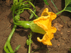 Cucurbita maxima Zapallo grande de Guarda; fleurs-F