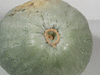 Cucurbita maxima Zapallo grande de Guarda; ombilics