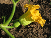 Cucurbita maxima Crioula Pataka; fleurs-F