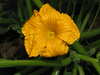 Cucurbita maxima Crioula Pataka; fleurs-M