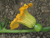 Cucurbita maxima Crioula Pataka; fleurs-F