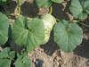 Cucurbita maxima Crioula Pataka; feuilles