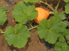 Cucurbita maxima Golden hubbard; feuilles