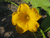 Cucurbita maxima Golden hubbard; fleurs-F