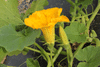 Cucurbita maxima Golden hubbard; fleurs-M