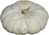 Cucurbita maxima Flat white boer; fruits