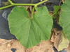 Cucurbita maxima Flat white boer; feuilles