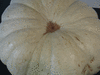 Cucurbita maxima Flat white boer; ombilics