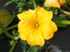 Cucurbita maxima Nicaise; fleurs-M