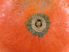 Cucurbita maxima Nicaise; ombilics