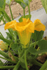 Cucurbita maxima Nicaise; fleurs-M