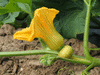 Cucurbita maxima Giraumon galeux d'Eysines; fleurs-F