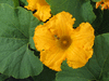 Cucurbita maxima Giraumon galeux d'Eysines; fleurs-M