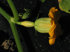 Cucurbita maxima Jumbo pink banana; fleurs-F