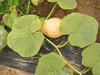 Cucurbita maxima Jumbo pink banana; feuilles