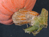 Cucurbita maxima Jumbo pink banana; pedoncules