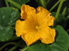 Cucurbita maxima North Georgia; fleurs-M