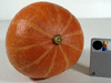 Cucurbita maxima Potimarron; ombilics