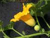 Cucurbita maxima Potimarron golden delicious; fleurs-F