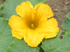 Cucurbita maxima Gante standard; fleurs-M