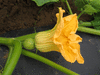 Cucurbita maxima Gante standard; fleurs-F