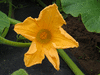 Cucurbita maxima Gante standard; fleurs-F