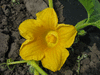 Cucurbita maxima F1 First prize; fleurs-F