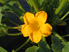 Cucurbita maxima Golden nugget; fleurs-M