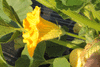 Cucurbita maxima Golden nugget; fleurs-M