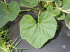 Cucurbita maxima Moranga esposiao; feuilles