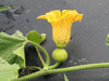 Cucurbita maxima Moranga esposiao; fleurs-F