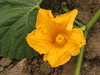 Cucurbita maxima Moranga esposiao; fleurs-F