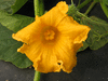 Cucurbita maxima Potiron jaune gros de Paris; fleurs-F