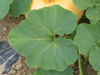 Cucurbita maxima Potiron jaune gros de Paris; feuilles