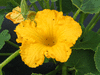 Cucurbita maxima F1 Ambercup; fleurs-M