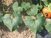 Cucurbita maxima F1 Ambercup; feuilles