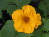 Cucurbita maxima F1 Barnacle Bill; fleurs-M