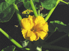 Cucurbita maxima Kiszombori; fleurs-M