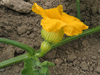 Cucurbita maxima King of mammoth; fleurs-F