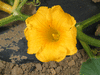 Cucurbita maxima King of mammoth; fleurs-M