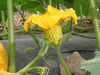 Cucurbita maxima King of mammoth; fleurs-M