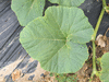 Cucurbita maxima King of mammoth; feuilles