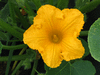 Cucurbita maxima Navajo hubbard; fleurs-M