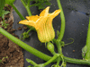 Cucurbita maxima Navajo hubbard; fleurs-F