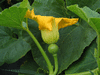 Cucurbita maxima Penasco cheese; fleurs-F