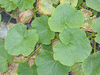 Cucurbita maxima Penasco cheese; feuilles