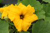 Cucurbita maxima Lakota; fleurs-M