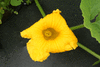 Cucurbita maxima Lakota; fleurs-F