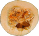 Cucurbita maxima Show king; coupes